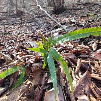 オオバイトモノソウ（？）