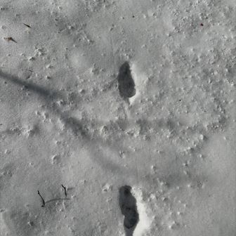 なにかの動物の足跡ですね🐾