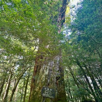 七本杉🌲