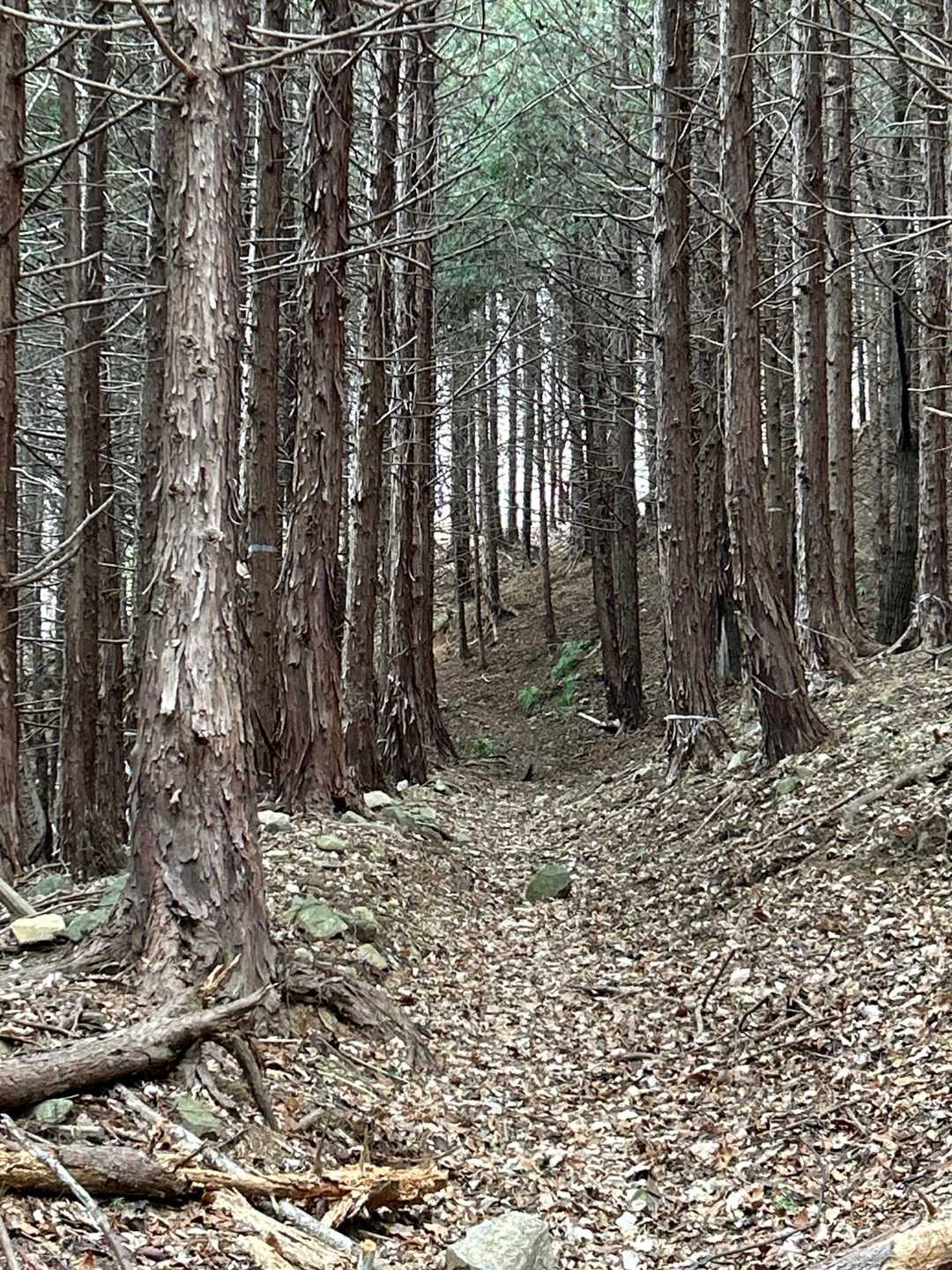 歩きやすい登山道