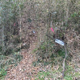 ここからは急登と薮のハードゾーン😅