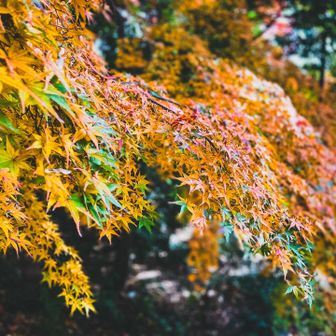 いきなり紅葉ԅ( ˘ω˘ ԅ) ﾓﾐﾓﾐでぃス