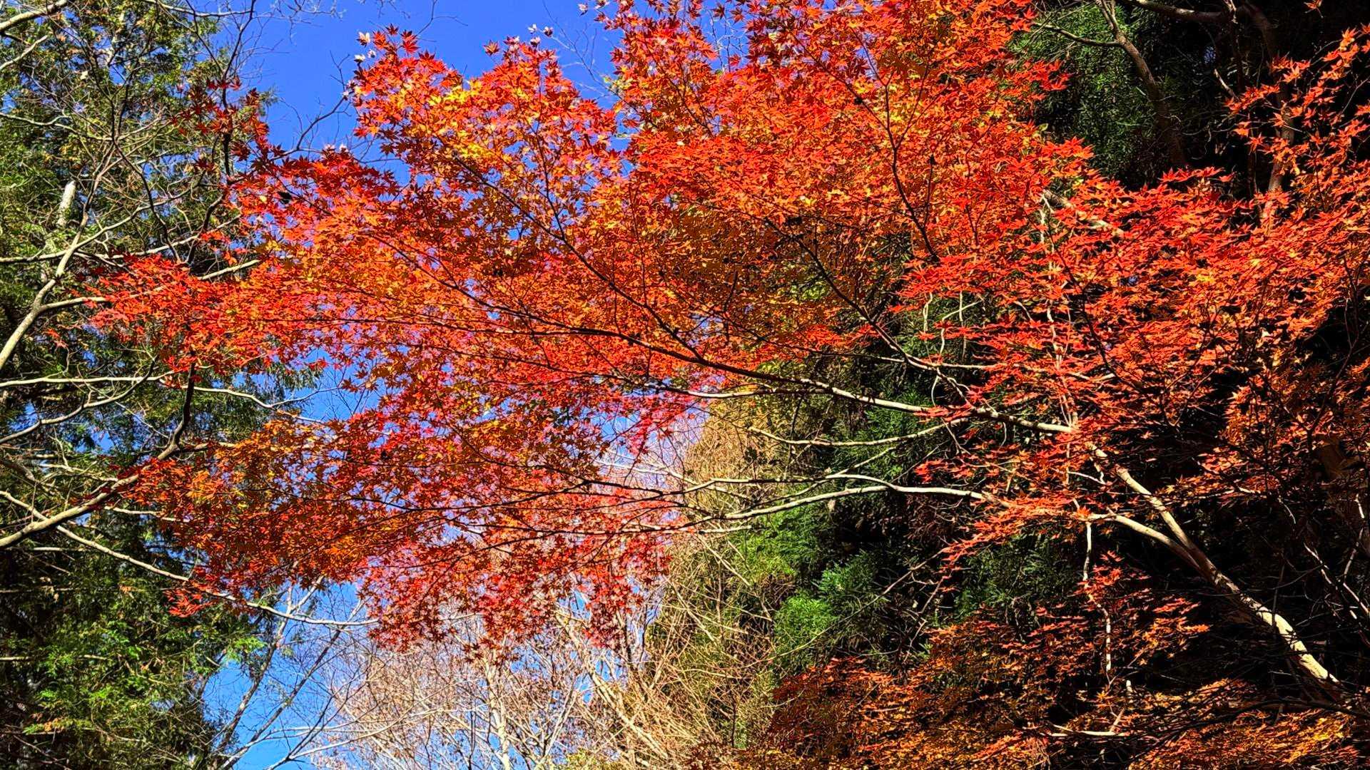 🍁🍁🍁🍁🍁🥰🥰🥰🥰