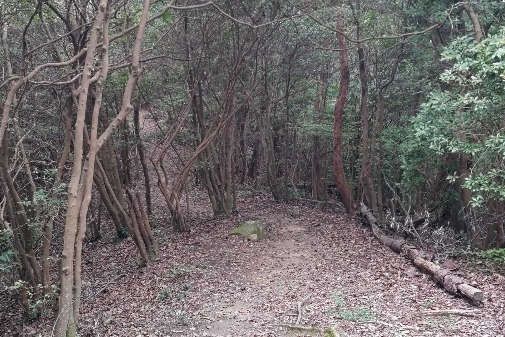 己斐峠-柚木城山-見越山-鬼ヶ城山-鈴ヶ峰-鈴ヶ峰-鈴ヶ峰 縦走コースの写真
