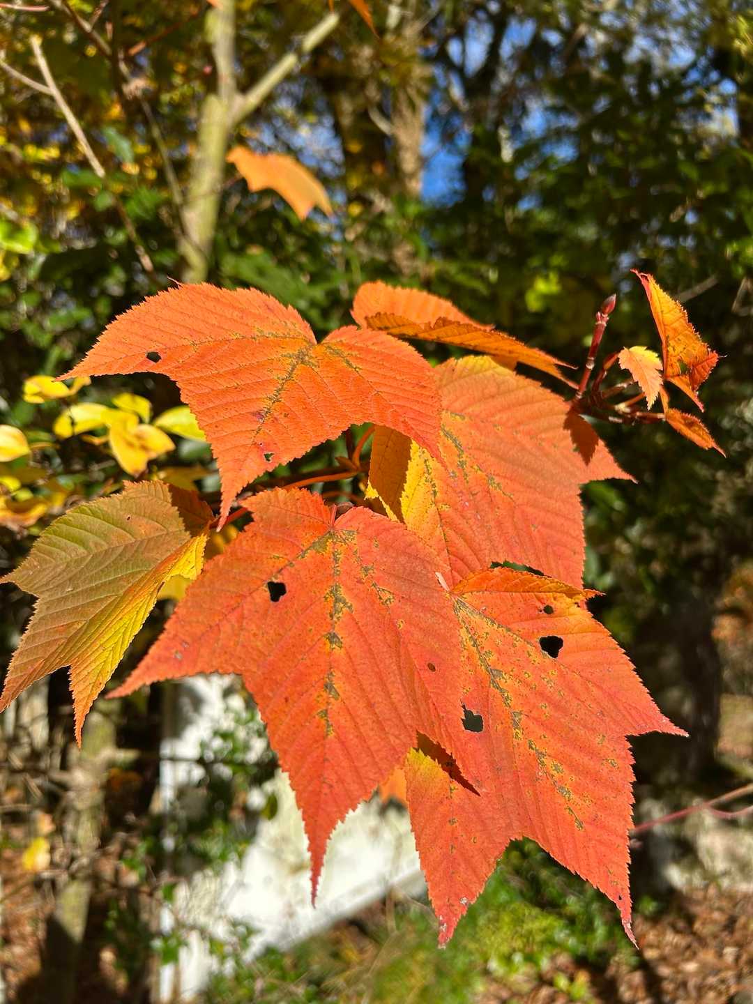 太陽にいっぱい広がる葉っぱ🍂