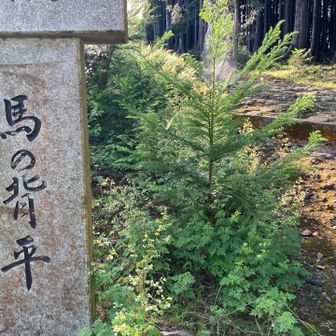 馬の背平