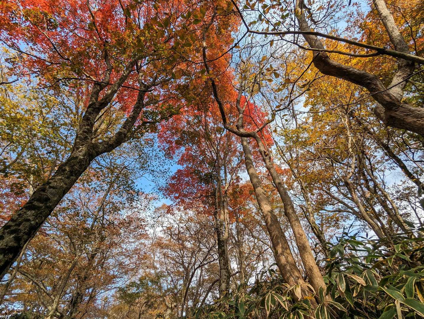 日輪寺-八溝山-旧参道入口-日輪寺入口 周回コースの写真
