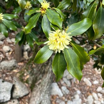 シキミの花かな？