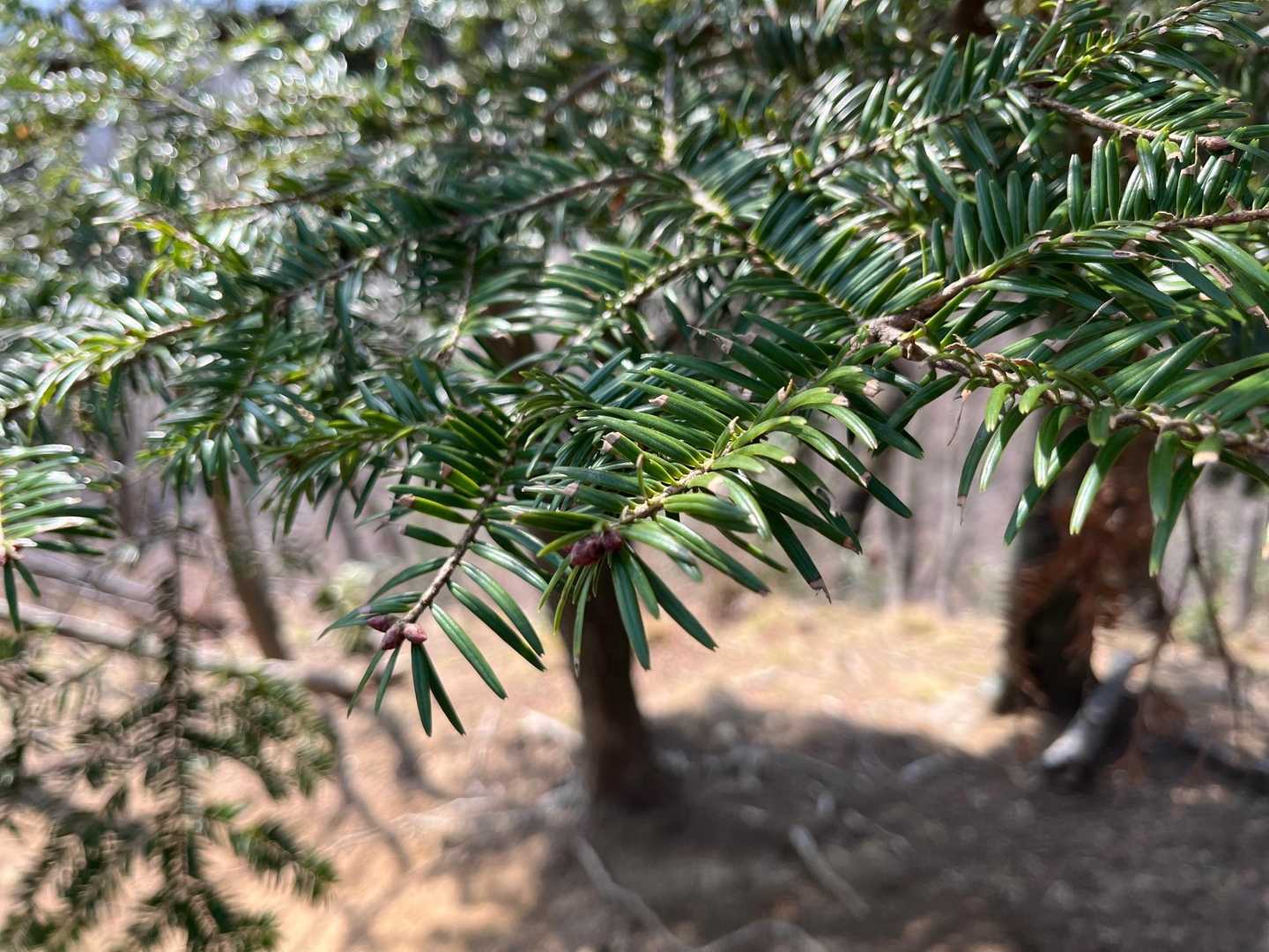 もみの木🌲