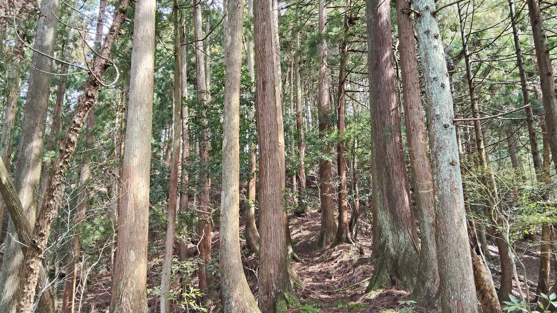 表参道の登山口を探し迷いました