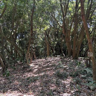 長深山、西の集落から近いとのことだけど… この眺望では登る人も少なそう？