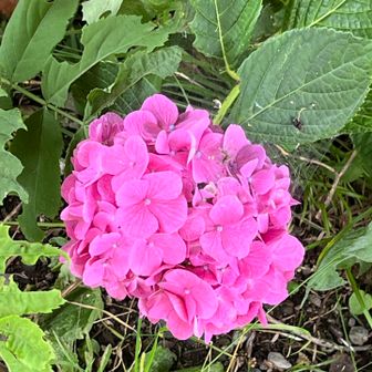 ここから紫陽花がいっぱい