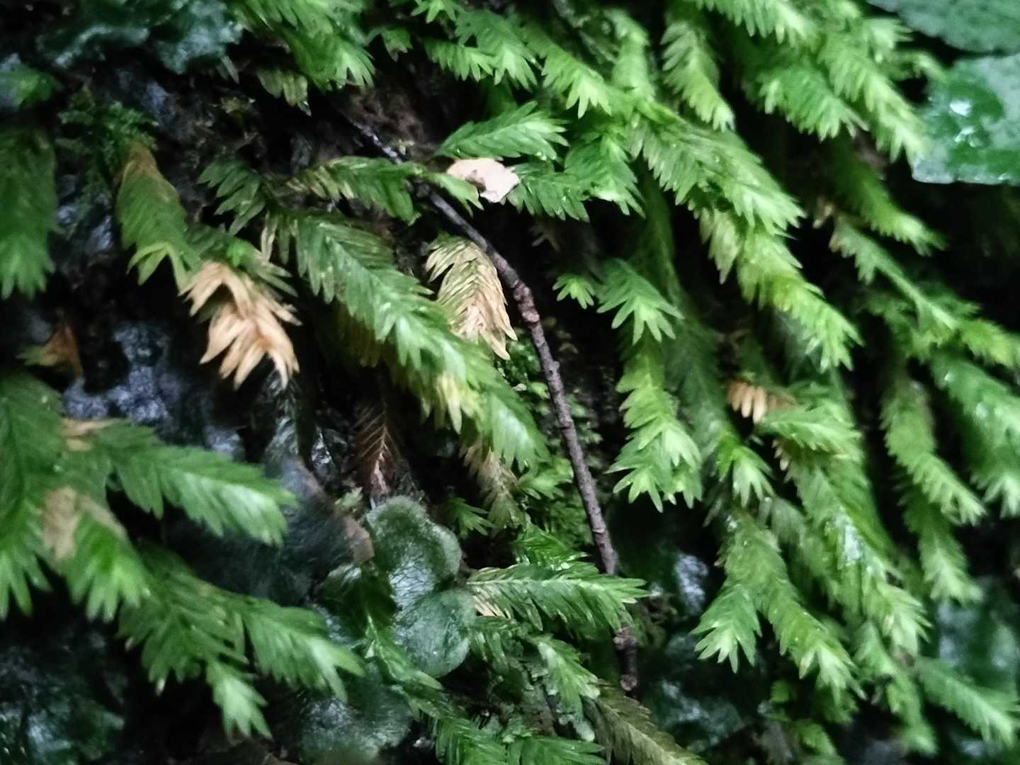 水場にはホウオウゴケ✨️