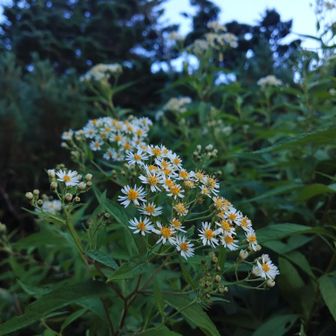 お花