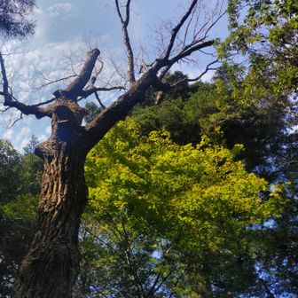 葉がすこーし緑から黄に変わり始めてて、それが青空に映えてうつくしかった❇️