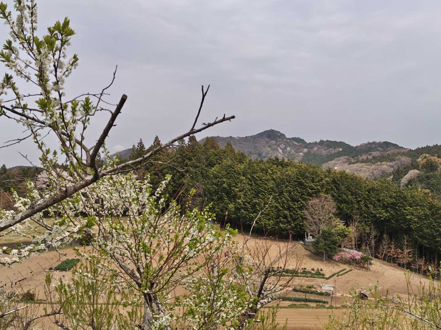 あんずと笠山