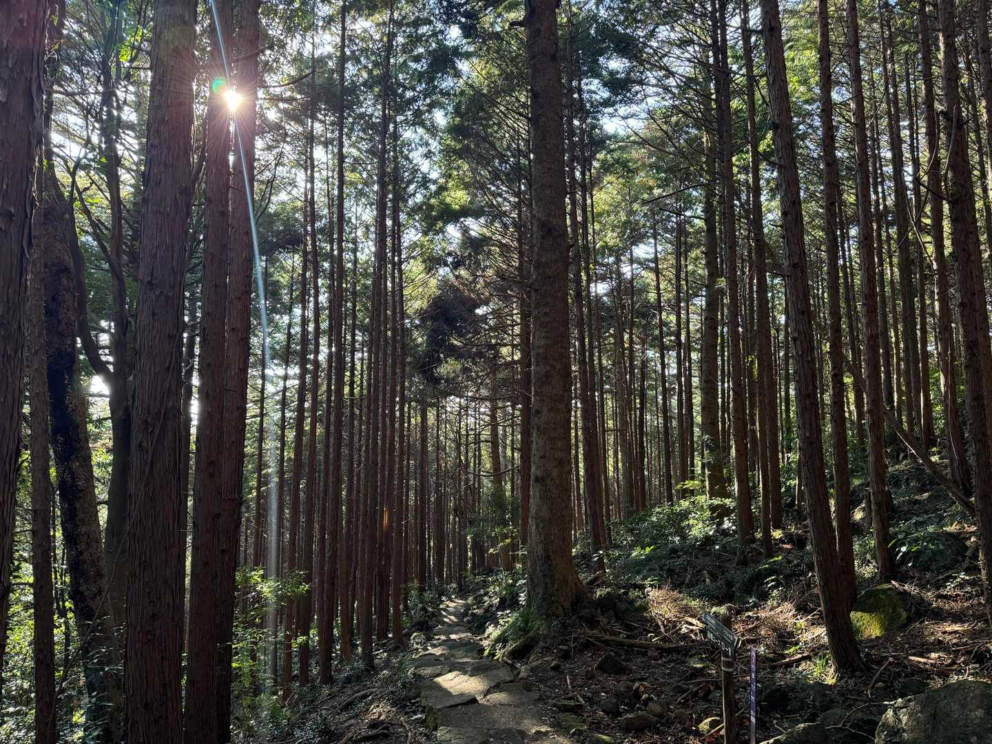 静かな杉林を降る。