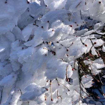 赤い蕾と雪の白が良くて