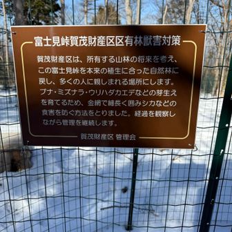 森林再生！ブナ、ミズナラ育ちますように🙏