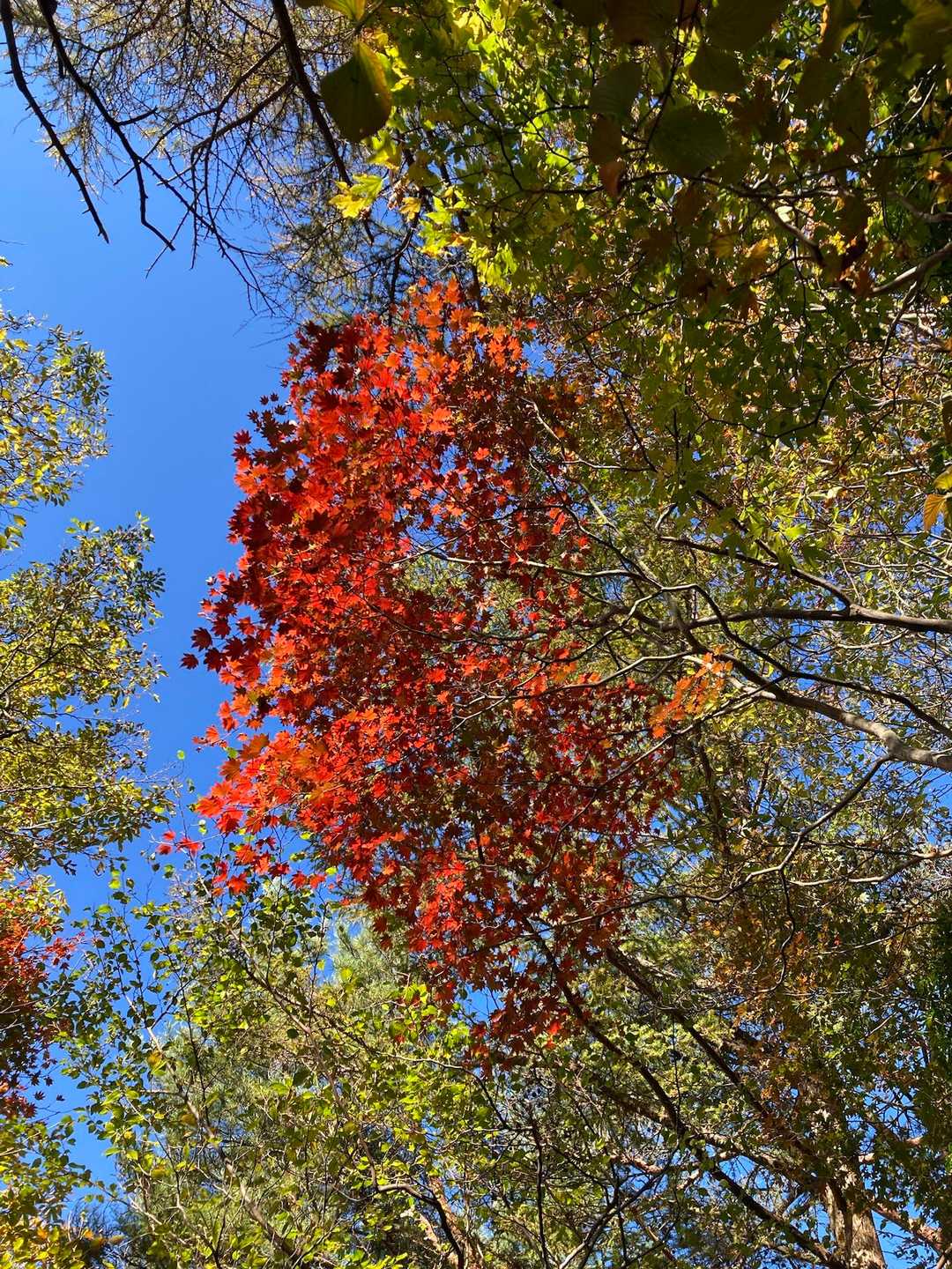 まあところどころ紅いのとかありました