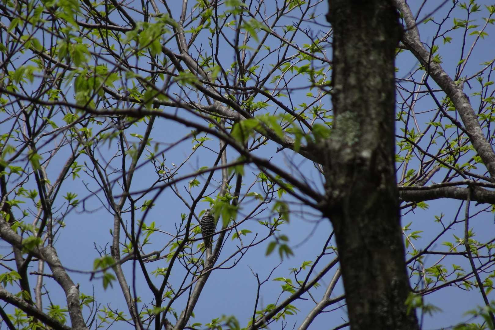 キツツキのなかまかな？