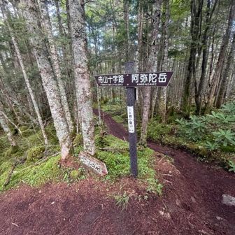 分岐。途中から熊鈴が聞こえたのは舟山十字路から登って来た方でした☺️この時は姿が見えないけど鈴はしっかり聞こえるという状態🛎️(´∀｀)(*´-`)