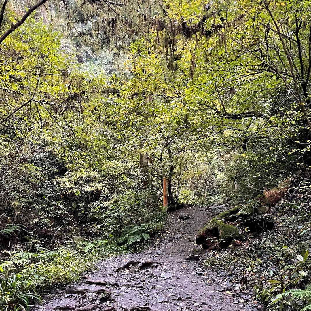 6号路は黄色く紅葉しています。