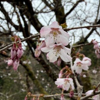 ヤビツ峠の桜🌸
向かいの丹沢MONは水曜休み💦
クロモジ茶🍵飲みたかったなぁ
予報より早く小雨降ってきた☔️