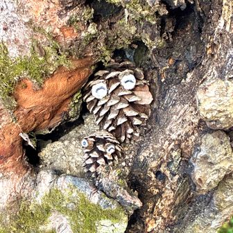 松ぼっくりアート🩷