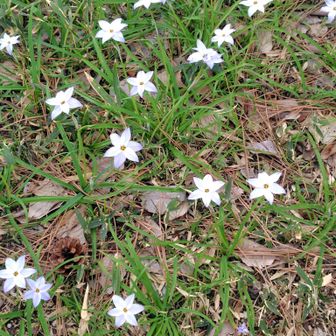 薄い紫がかった色の可愛いお花。ハナニラ？