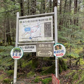 青苔荘と白駒荘の分岐まで戻ってきました。