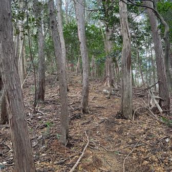 わかりにくいけど、なかなかの急登です^ ^