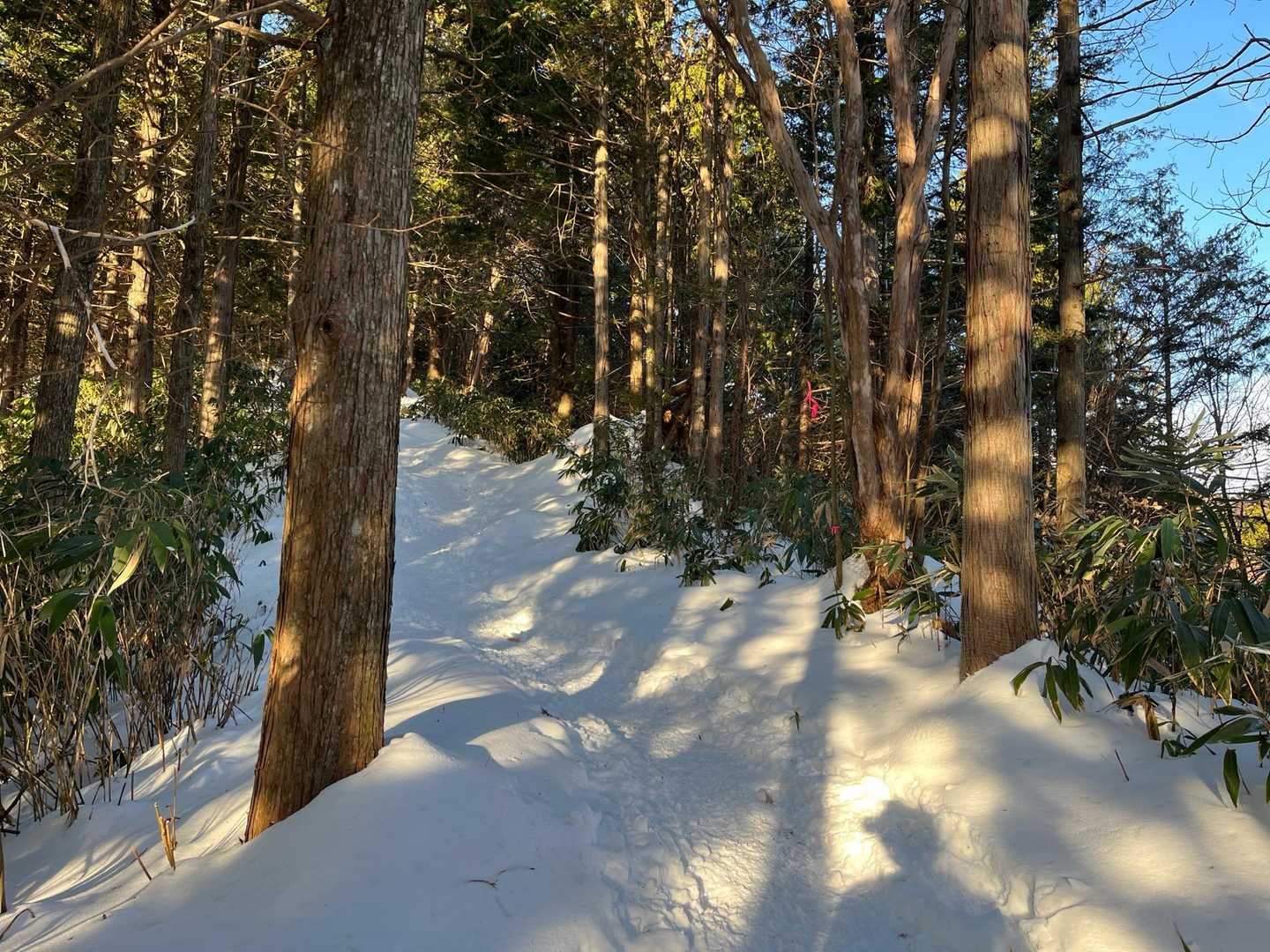 今年もちょい雪が少ない気が‥