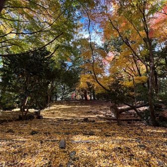 金龍寺跡もイチョウの絨毯
