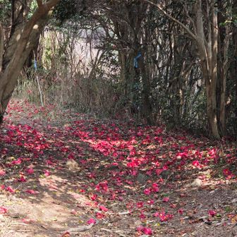 山道はところどころにつばきのじゅうたんでした。行きは西テラスに寄って、
下山途中で神石山