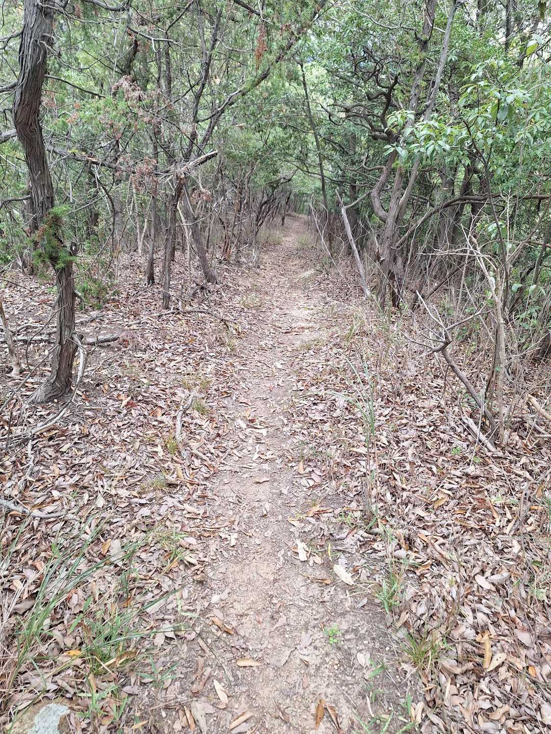 木陰の登山道