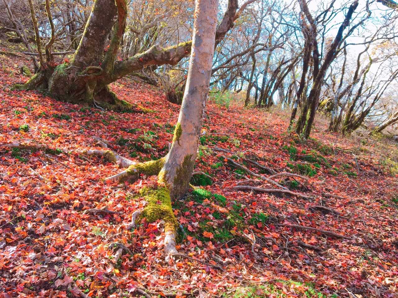 ここも紅葉のじゅうたん