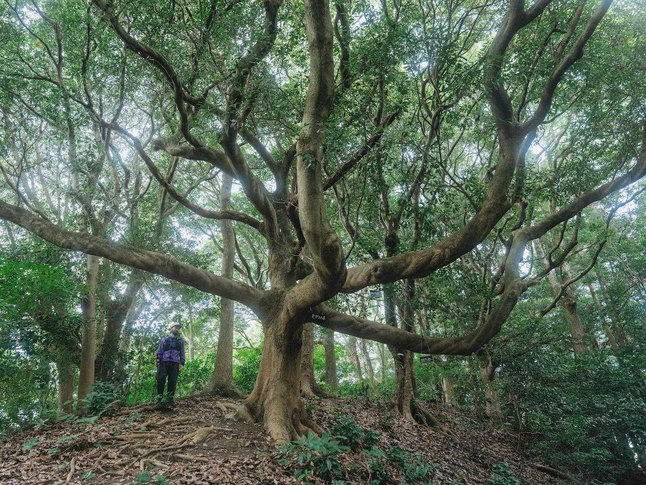六ヶ岳 6峰＋3座周回コース | 山頂は360度の大パノラマ！9つのピークを縦走の写真