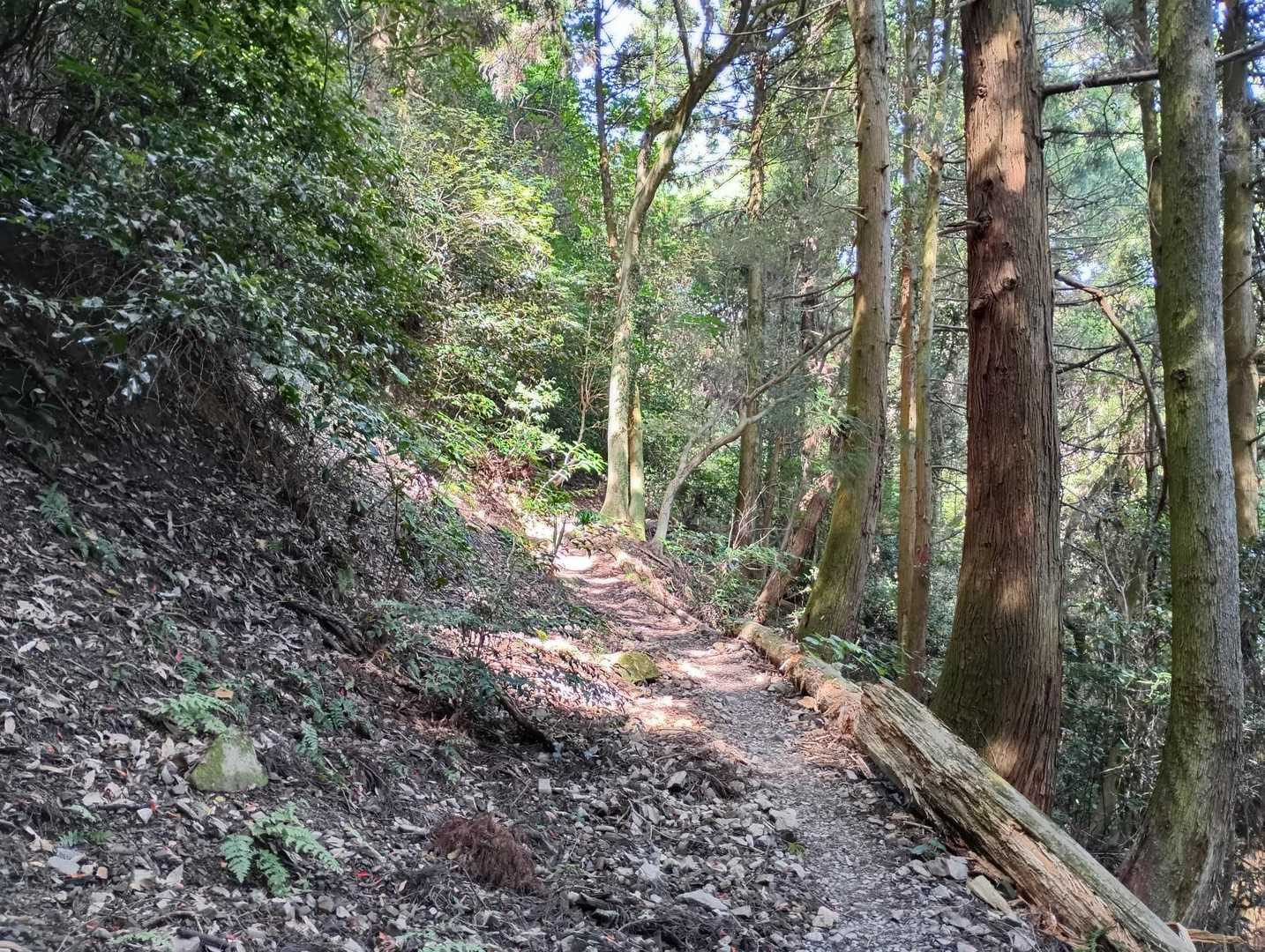 河内登山口-皿倉山 往復コースの写真