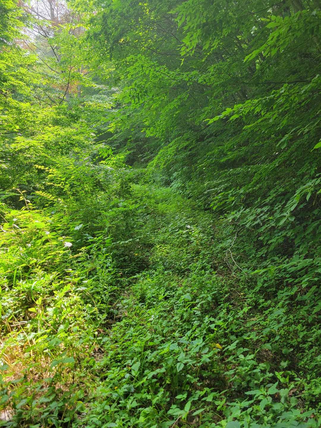 やっぱ藪になってるよね～🌿
