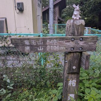 うさぎがいます