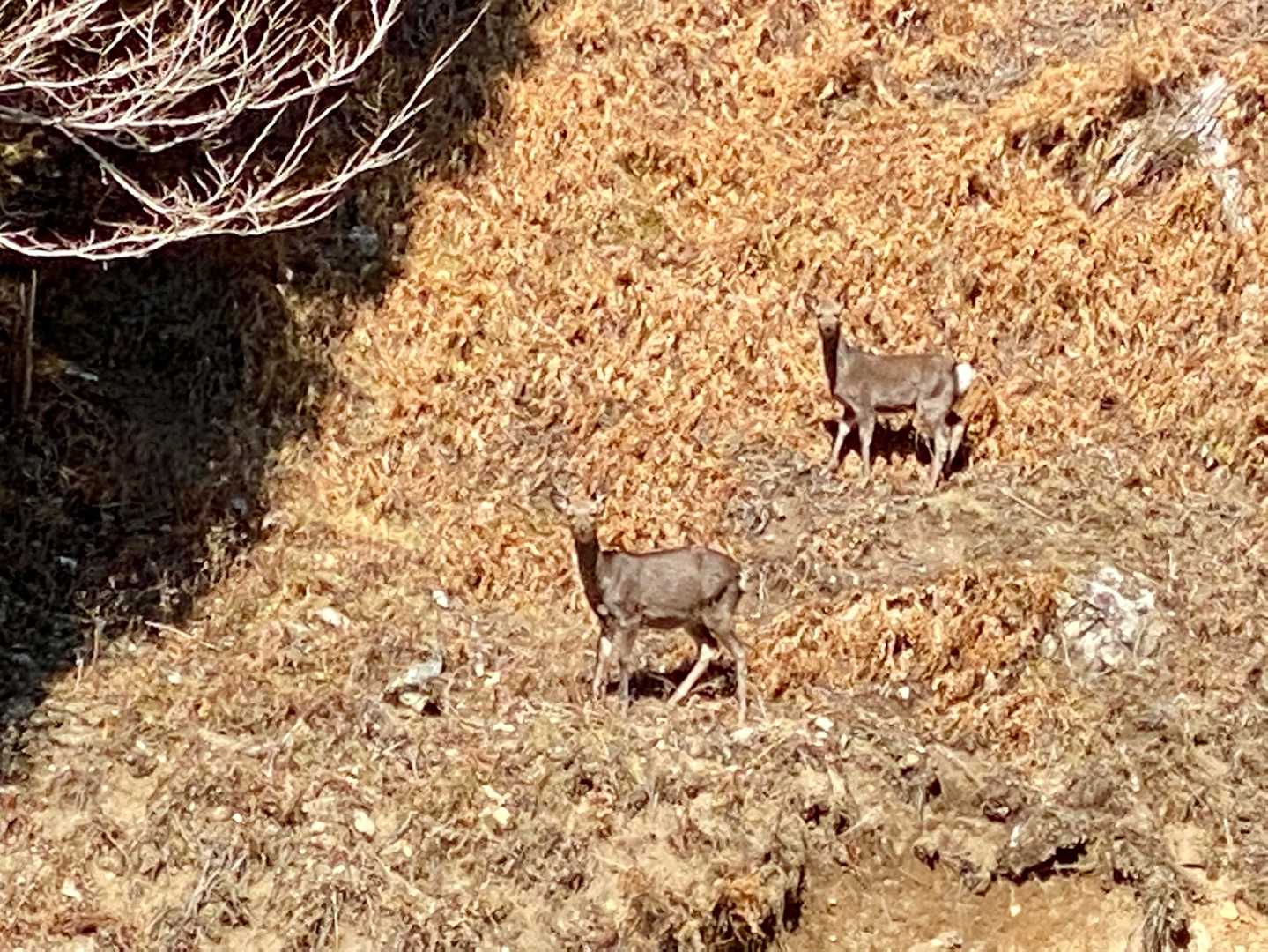 🦌