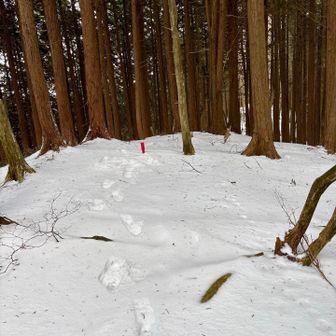 トレース振り返って喜ぶ☃️