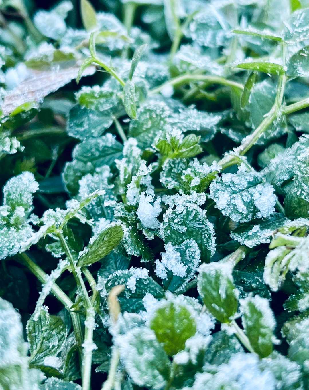 地面には昨夜の雪？が残ってる