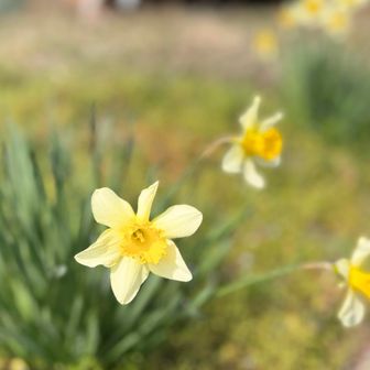 ラッパスイセン