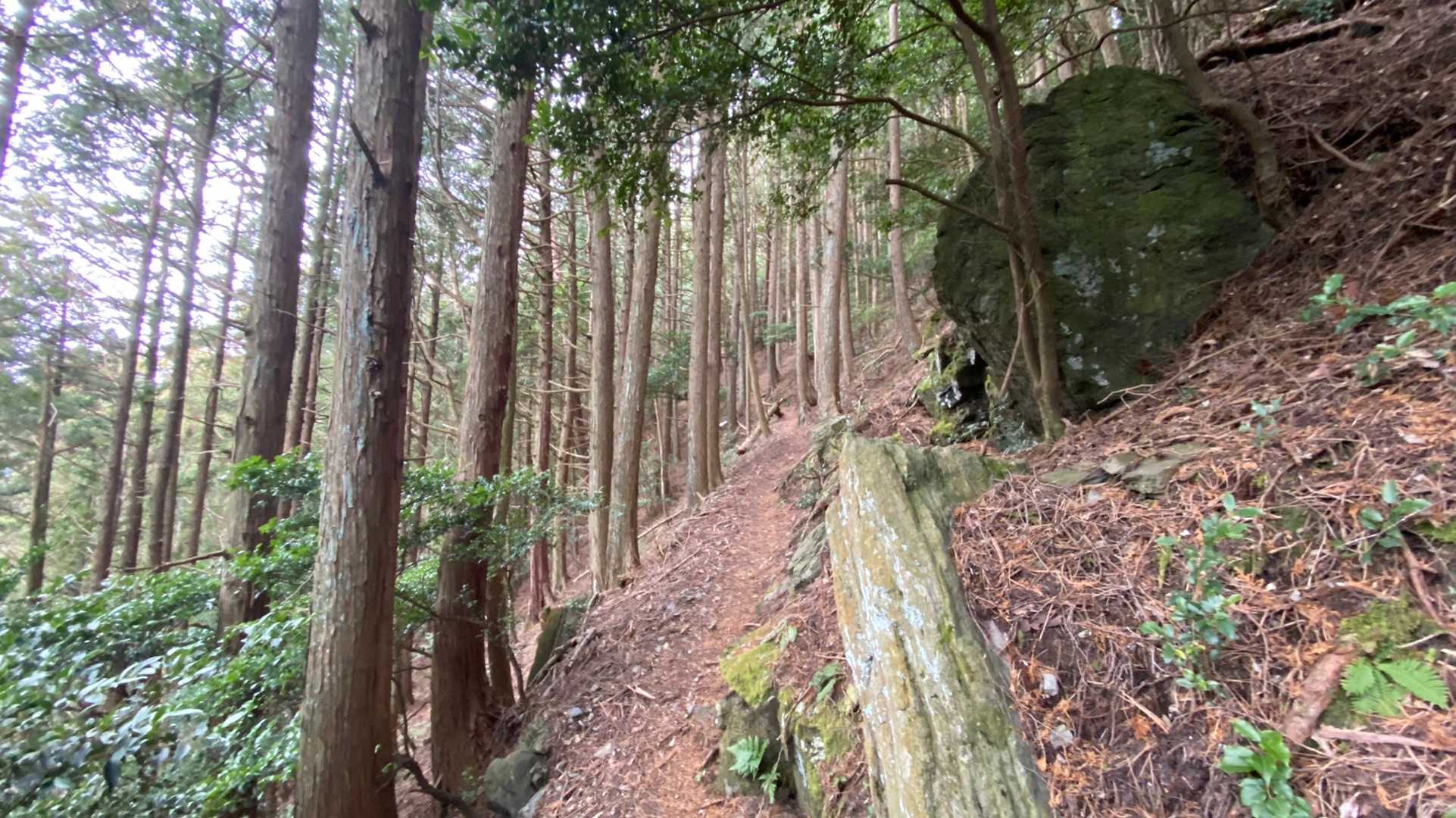 荒れてるところも皆無なので
歩きやすい登山道です😊