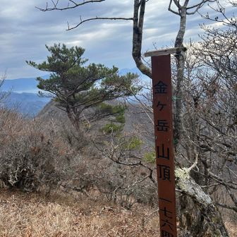 山頂ついた！奥の松の木の向こうが富士山🗻
松の木邪魔〜😢
