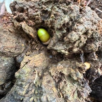 木の隙間にどんぐり💡発見