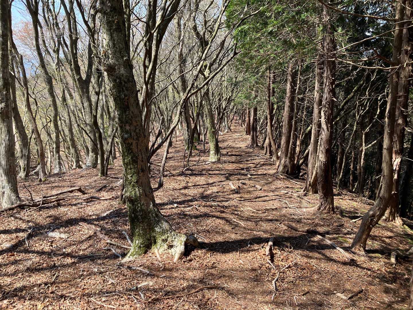いいところやなーとふと地図を見たら西峰をいつのまにか通り過ぎてきたことに気づく笑
そんなピークみたいなとこあったかなぁ🤔