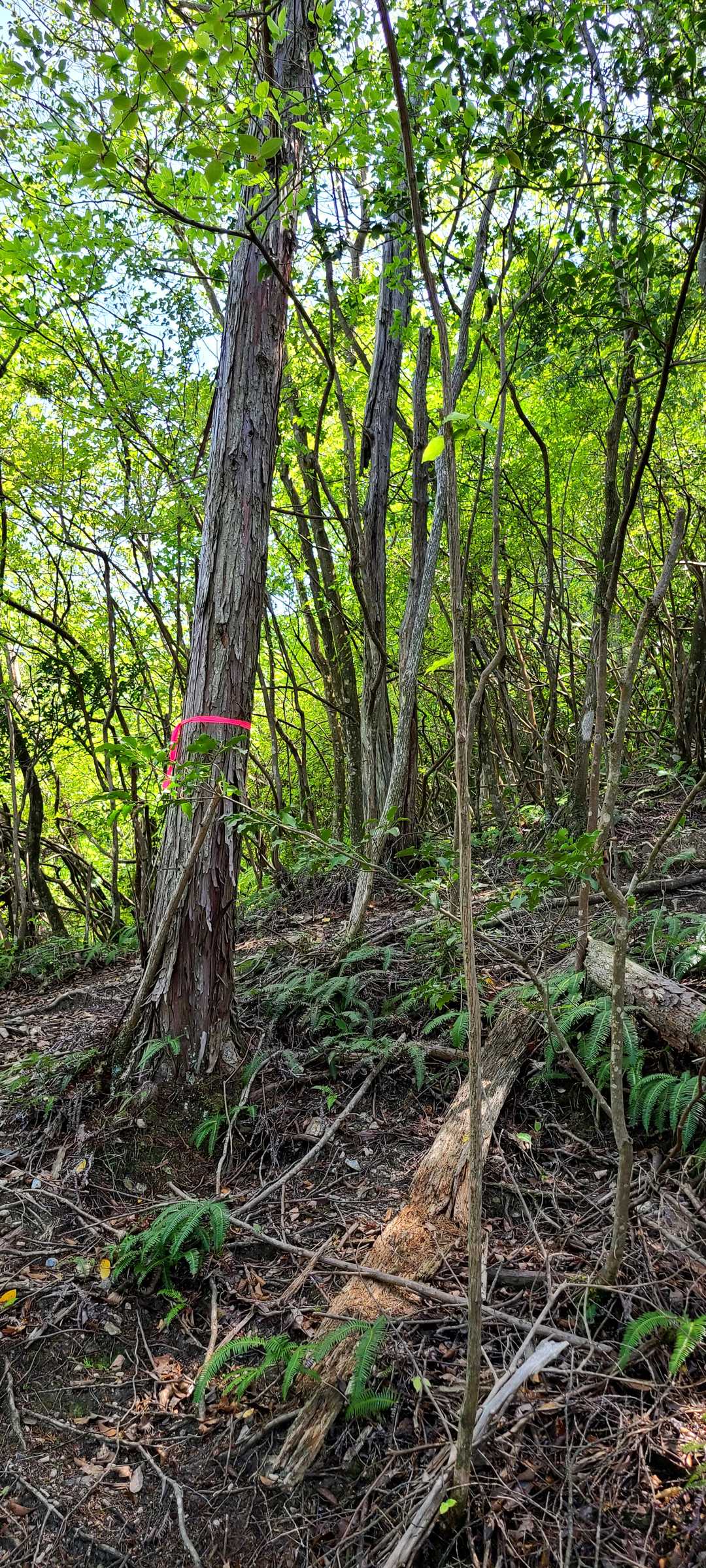 城山 周回コースの写真